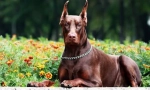Doberman: dog diavolul (10 fotografii)